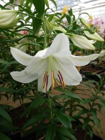 [4233 Casa Blanca AL1 No02.JPG]